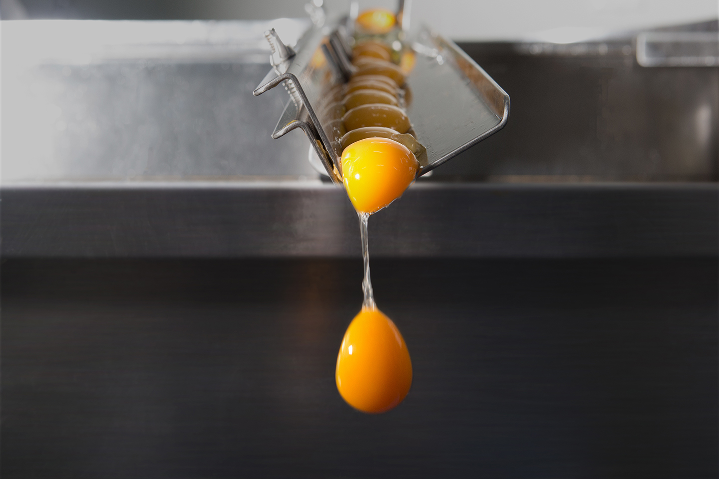 昕旺蛋品-專業液體蛋設備生產線